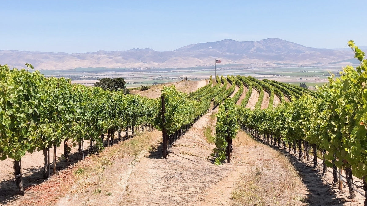 新大陸への第一歩　カリフォルニア②　匿名ワインの秘密